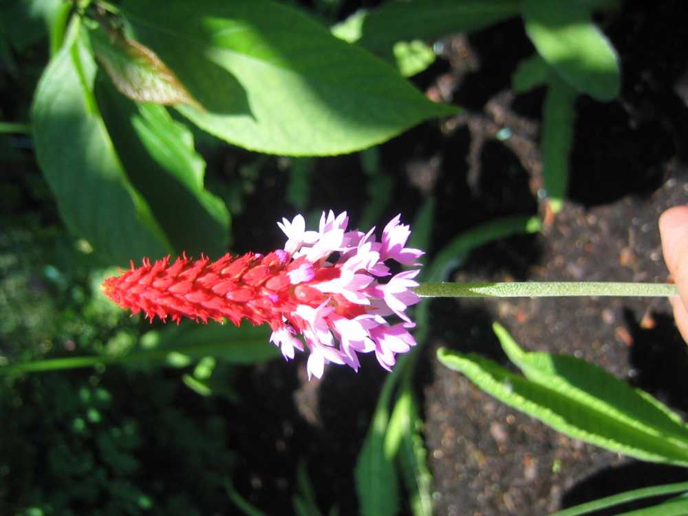 Primula vialii (Orchideen-Schlüsselblume)
